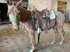 4 year old mule for sale