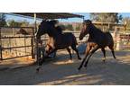 2019 Thoroughbred Jumper Potential or Dressage