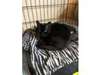 Adopt Midnight a Domestic Shor