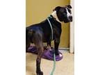 Adopt BO a Pit Bull Terrier, Mixed Breed