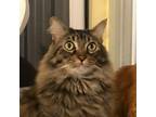 Adopt Mylo - Part of Bonded Pair with Red a Maine Coon, Domestic Long Hair
