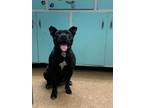 Adopt Dakota a Pit Bull Terrier, Mixed Breed