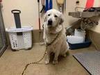 Adopt A1893336 a Great Pyrenees