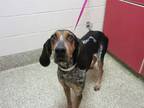 Adopt LOU WHITE a Black and Tan Coonhound, Mixed Breed