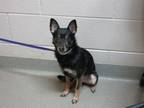 Adopt DILLAN WHITE a Manchester Terrier, Mixed Breed