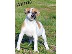 Adopt Annie a Jack Russell Terrier, Boxer