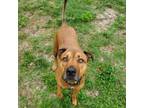 Adopt Dexter a Black Mouth Cur, Mixed Breed