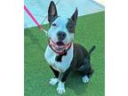 Adopt BOSTON a Terrier, Mixed Breed