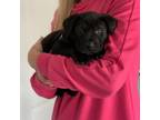 Adopt Coby a Black Labrador Retriever