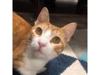 Adopt Tybee a Domestic Short Hair