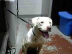 Adopt YANG a Pit Bull Terrier, Mixed Breed