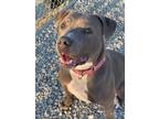 Adopt Luna Bragg a Pit Bull Terrier, Mixed Breed