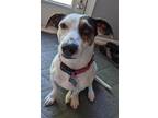 Adopt Maggie a Parson Russell Terrier, Mixed Breed