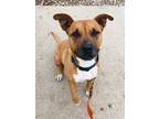 Adopt Linden a Pit Bull Terrier, Mixed Breed