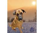 Adopt Winston - $110 a Bernese Mountain Dog, Husky
