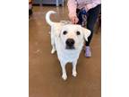 Adopt Roz a Great Pyrenees, Mixed Breed