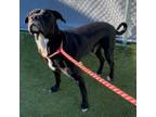 Adopt Aries a Pit Bull Terrier, Mixed Breed