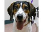 Adopt Luther a Treeing Walker Coonhound