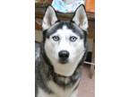 Adopt January (Application only until 1-22-22)) a Husky