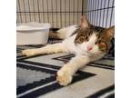 Adopt Jerome a Domestic Short Hair
