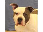 Adopt Ruxford -Regal Resident - Adoption Fees Waived! a Pit Bull Terrier