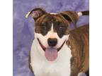 Adopt Felicity a Pit Bull Terrier, Mixed Breed