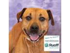 Adopt Rocky a Boxer, Pit Bull Terrier