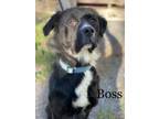 Adopt Boss a Retriever, Mixed Breed