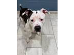 Adopt Coleman Win a Pit Bull Terrier