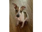 Adopt Brianna a Wirehaired Terrier
