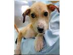 Adopt Brielle a Wirehaired Terrier