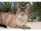 Adopt Froggy a Siamese, Tiger