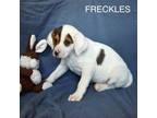 Adopt Freckles a Mixed Breed, Beagle