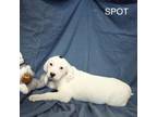 Adopt Spot a Mixed Breed, Beagle