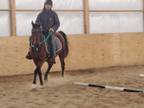 Jbk Mystic Rose Well Bred Proven Broodmare for Sale