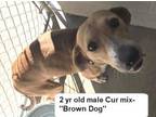 Adopt Brown Dog a Labrador Retriever, Hound