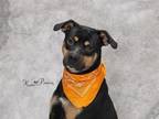 Adopt ALBION a Rottweiler, Mixed Breed