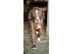 Adopt HERSHEY a Cattle Dog, Chocolate Labrador Retriever