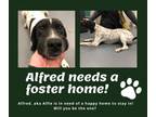 Adopt Needs Foster Alfred (VA) a English Pointer
