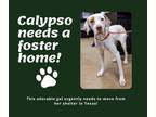 Adopt Needs Foster Calypso (TX) a English Pointer