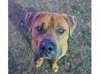 Adopt Roosevelt (In Shelter) a American Bully