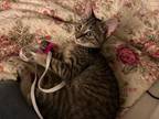 Adopt Claire Standish a Domestic Short Hair
