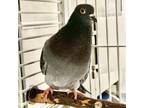 Adopt Thelma a Pigeon