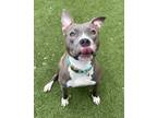 Adopt Fanny a Pit Bull Terrier, Mixed Breed