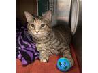 Adopt Fettuccine in a Foster Home a Domestic Short Hair