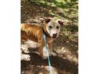 Adopt Herman a American Staffordshire Terrier, Mixed Breed