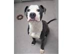 Adopt Vinnie a American Staffordshire Terrier, Mixed Breed