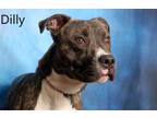 Adopt Dilly a Pit Bull Terrier