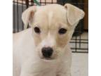 Adopt Praise a Labrador Retriever, Terrier