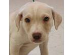 Adopt Poise a Labrador Retriever, Terrier